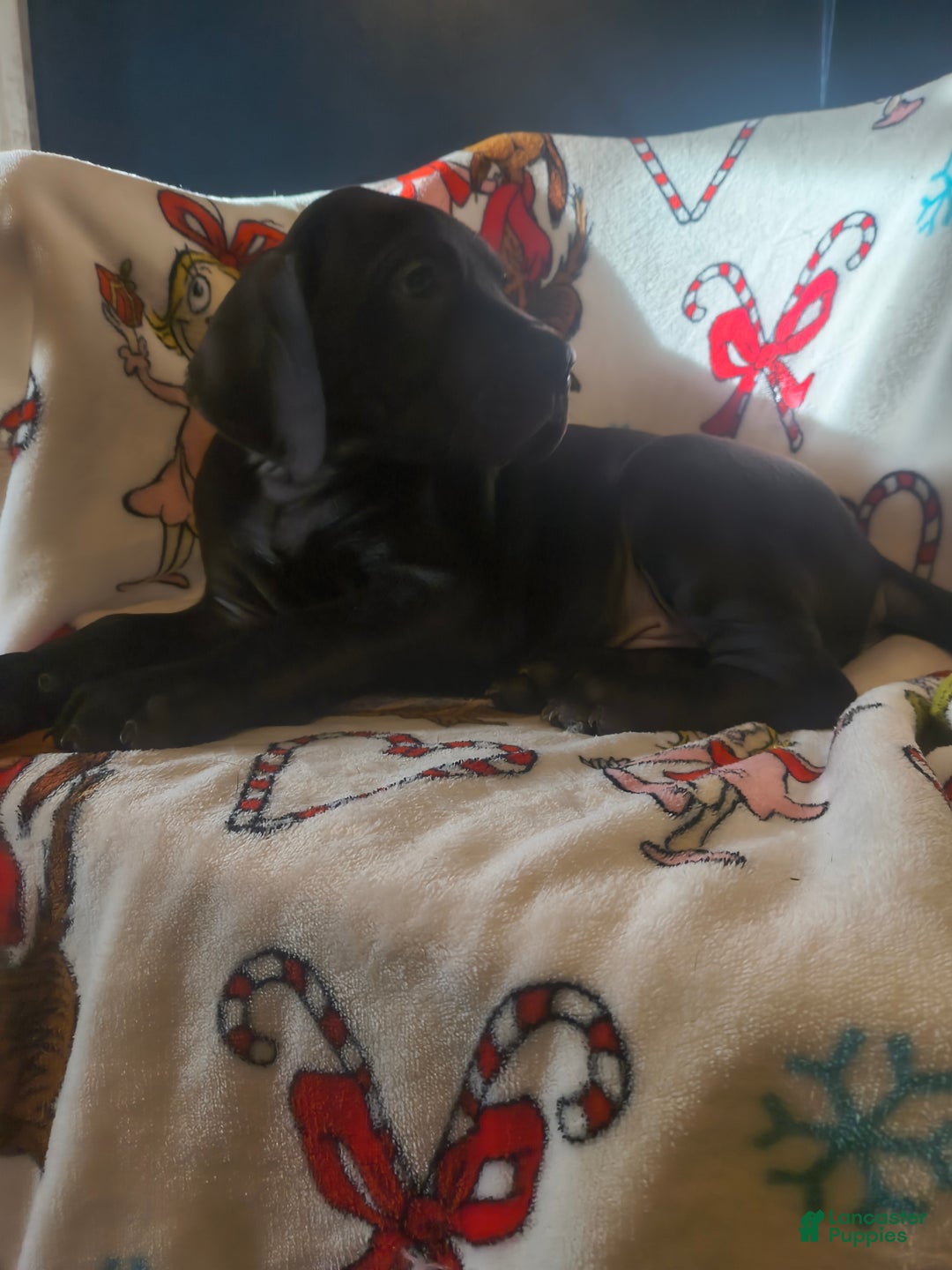 Great Dane dogs for sale: Havoc  - Ad 4