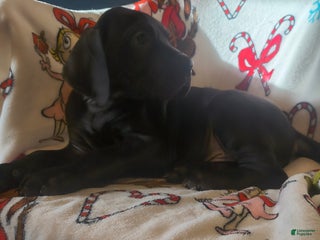 Great Dane dogs Dancer - Ad 21