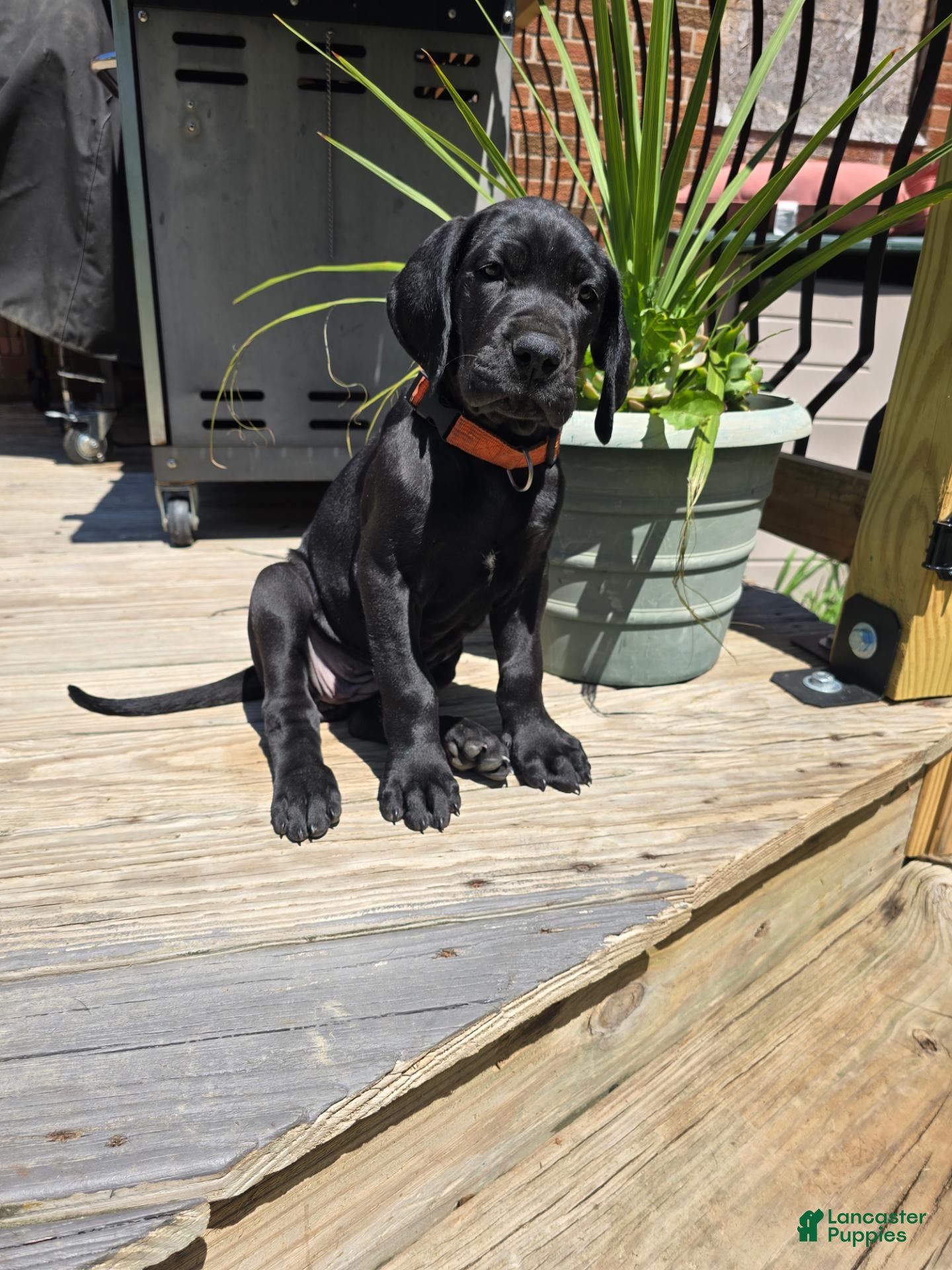 Mixed Breed dogs Mixed Breed 1 - Ad 16