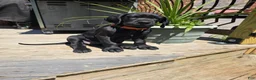 Mixed Breed dogs for sale: Mixed Breed 1 - Ad 1