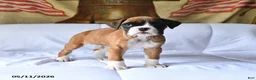 Boxer dogs for sale: Bella   - Ad 2