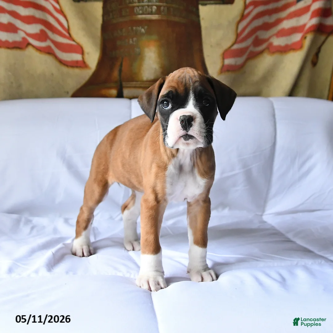 Boxer dogs for sale: Bella   - Ad 2