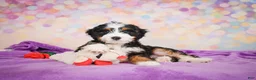 Mini Bernedoodle dogs for sale: Shadow - Ad 4