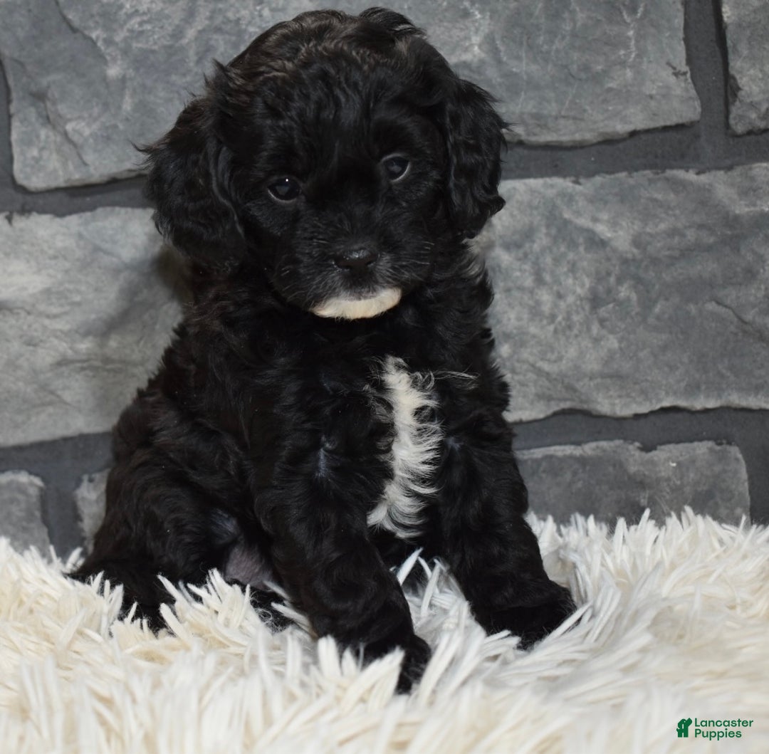 Cavapoo dogs for sale: Skye - Ad 4