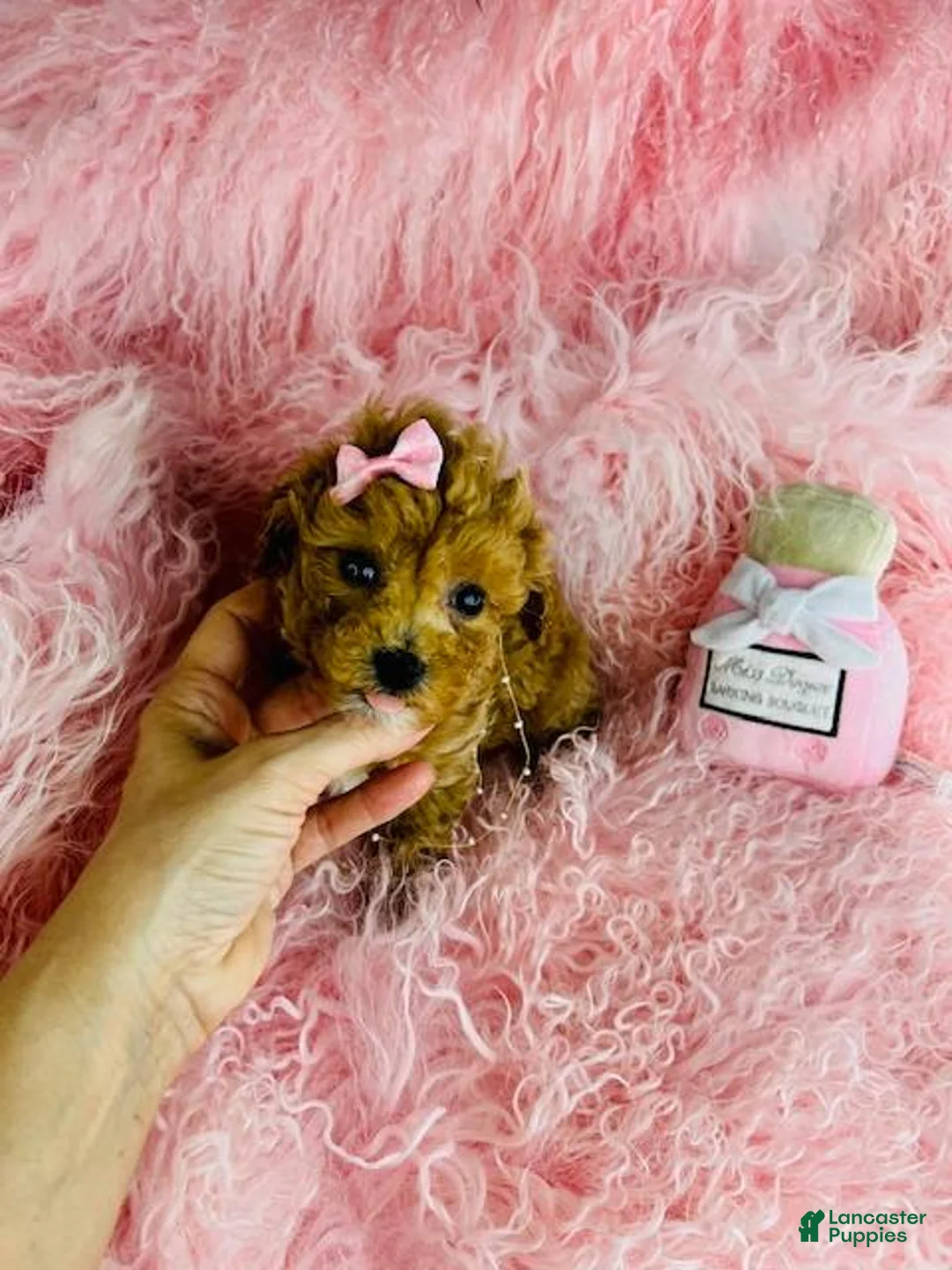 Toy Poodle dogs for sale: Toy Poodle Puppy 1 - Ad 2