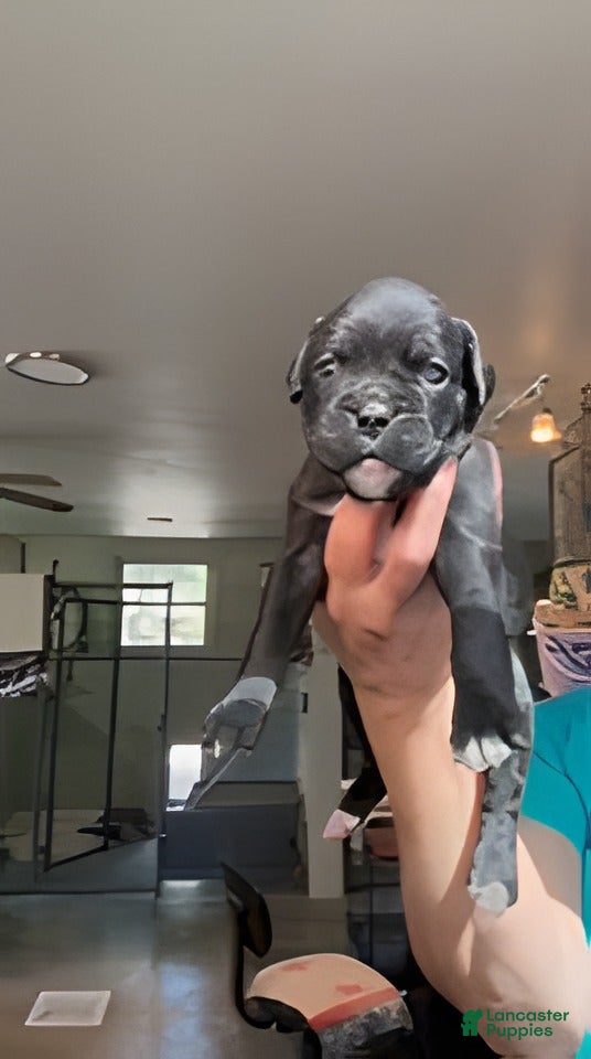 Boxer dogs Abigail AKC Seal Brindle Boxer - Ad 2