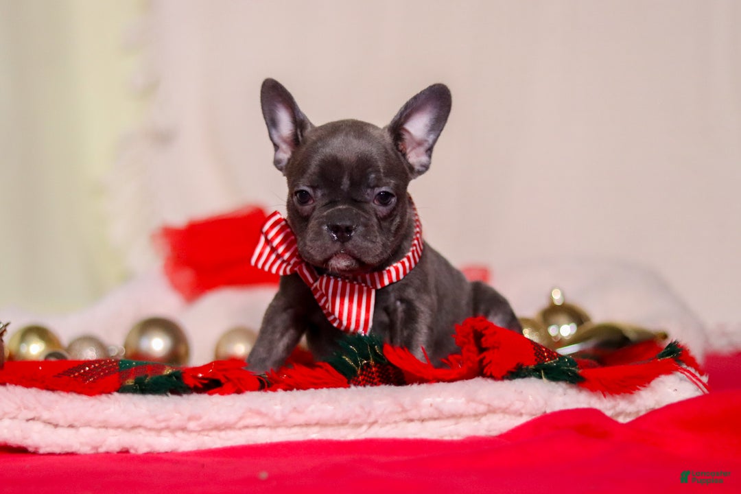 Mixed Breed dogs for sale: Hilda - Ad 6