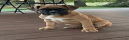 Boxer dogs for sale: Guard - Ad 1