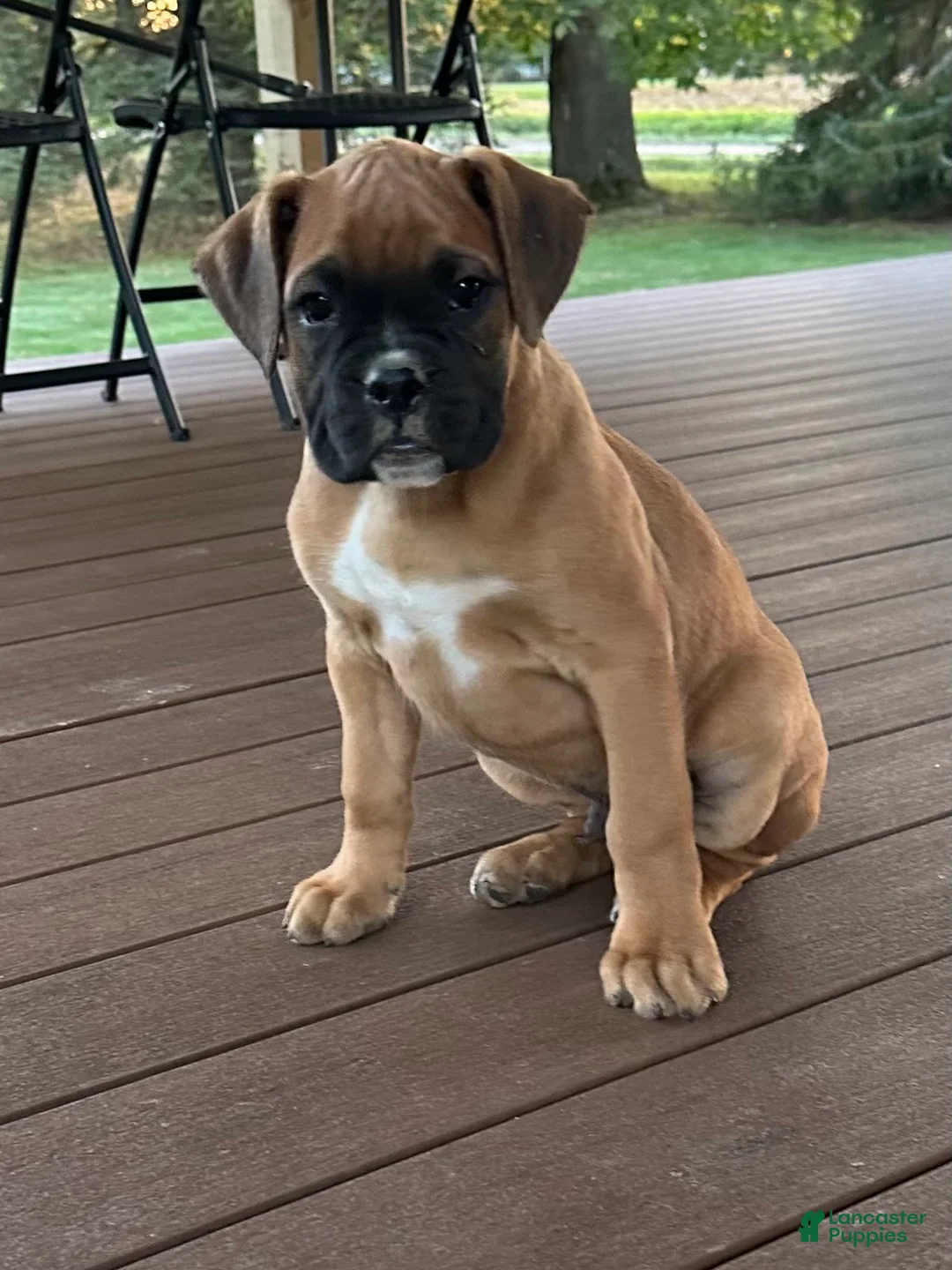 Boxer dogs for sale: Guard - Ad 1