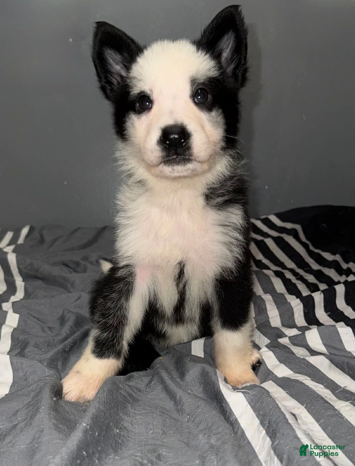 German Shepherd dogs Eggnog - Ad 2