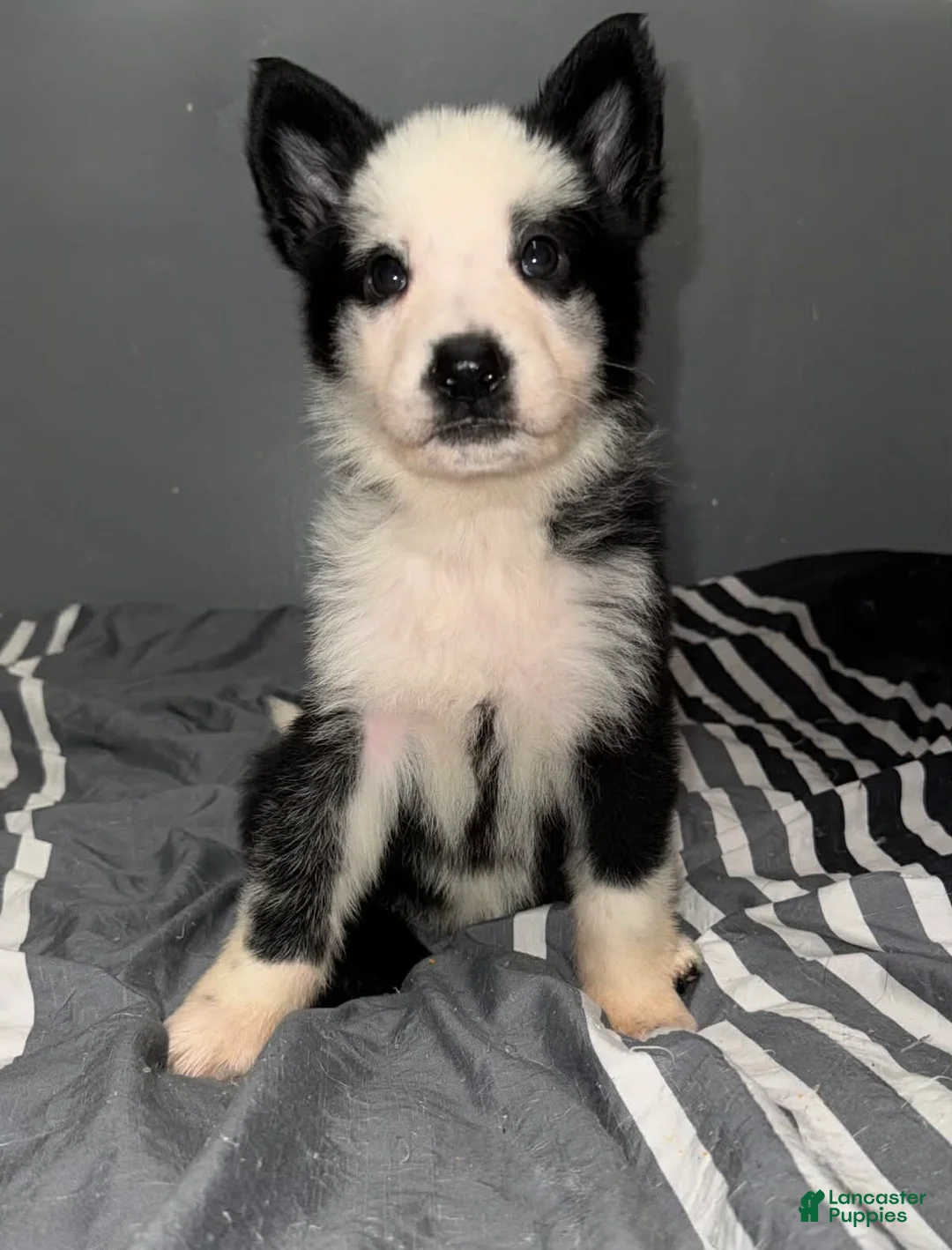 German Shepherd dogs for sale: Eggnog - Ad 1