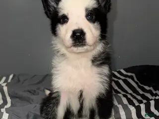 German Shepherd dogs Eggnog - Ad 2