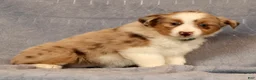 Miniature Australian Shepherd dogs for sale: Fifi - Ad 5