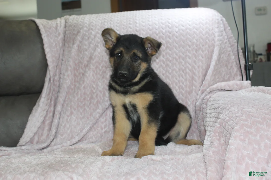 German Shepherd dogs for sale: Ace - Ad 1