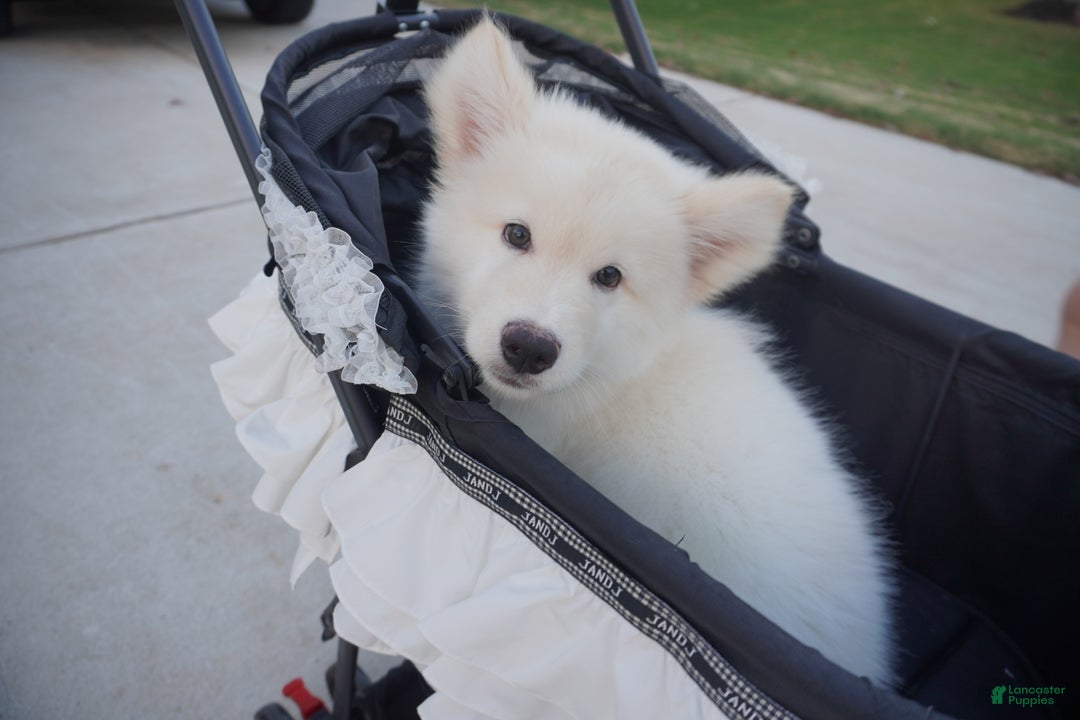 Alaskan Malamute dogs for sale: Xiao Lan - Ad 12