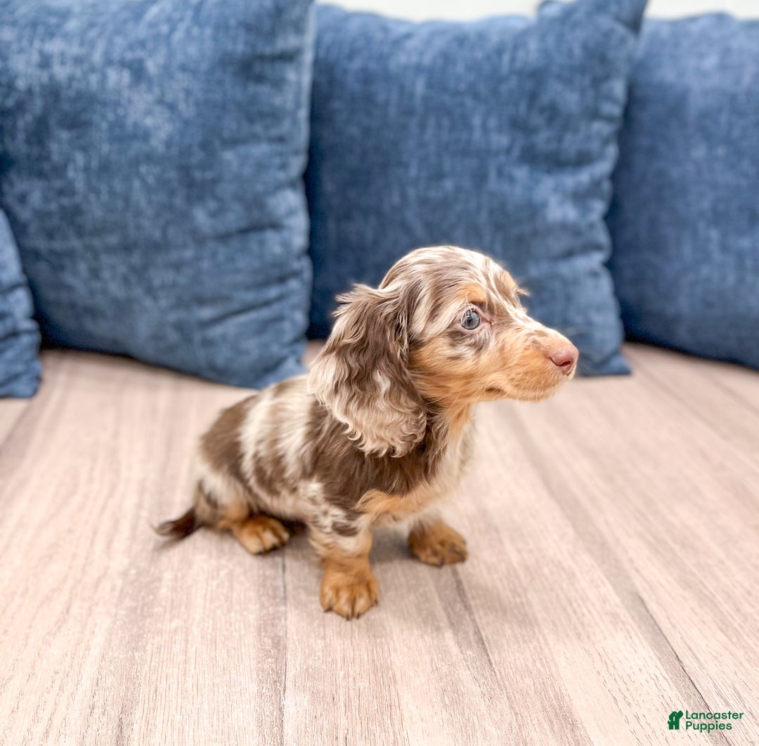 Miniature Dachshund dogs for sale: Biscuit - Ad 4