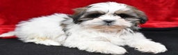 Shih Tzu dogs for sale: Bella - Ad 8