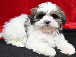Shih Tzu dogs Bella - Ad 41