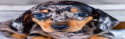 Miniature Dachshund dogs for sale: Casper - Ad 2