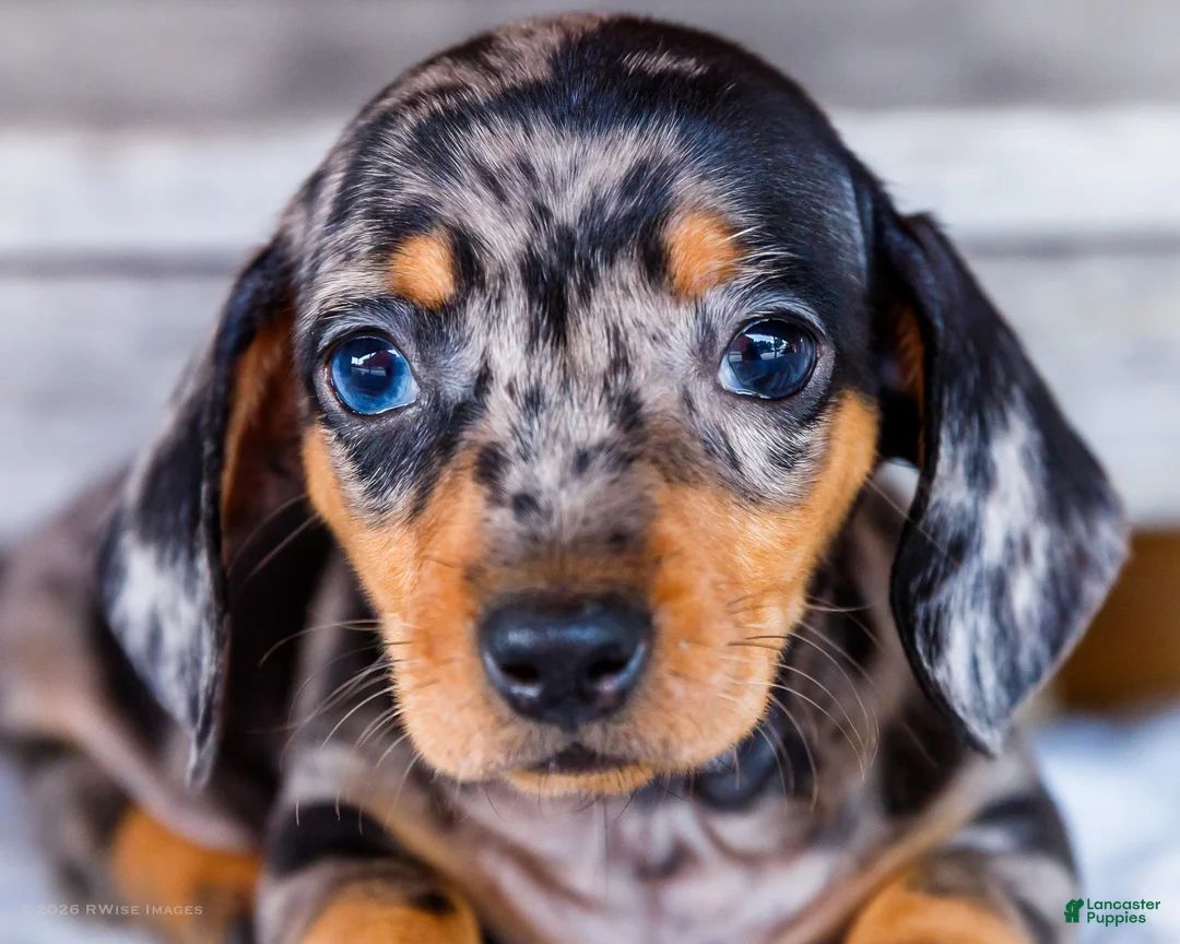 Miniature Dachshund dogs for sale: Casper - Ad 2