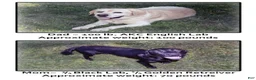 Goldador dogs for sale: Goldador 5 - Ad 5