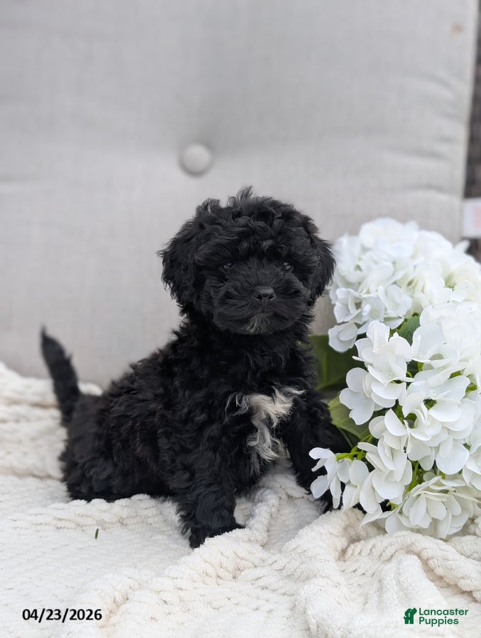 Whoodle dogs Winslow - Ad 1