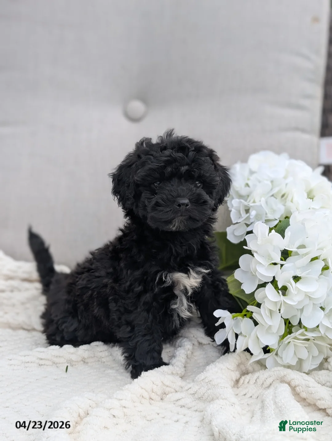 Whoodle dogs for sale: Winslow - Ad 1