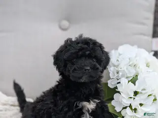 Whoodle dogs for sale: Winslow - Ad 4