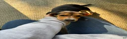 Beagle dogs for sale: Rumi - Ad 7