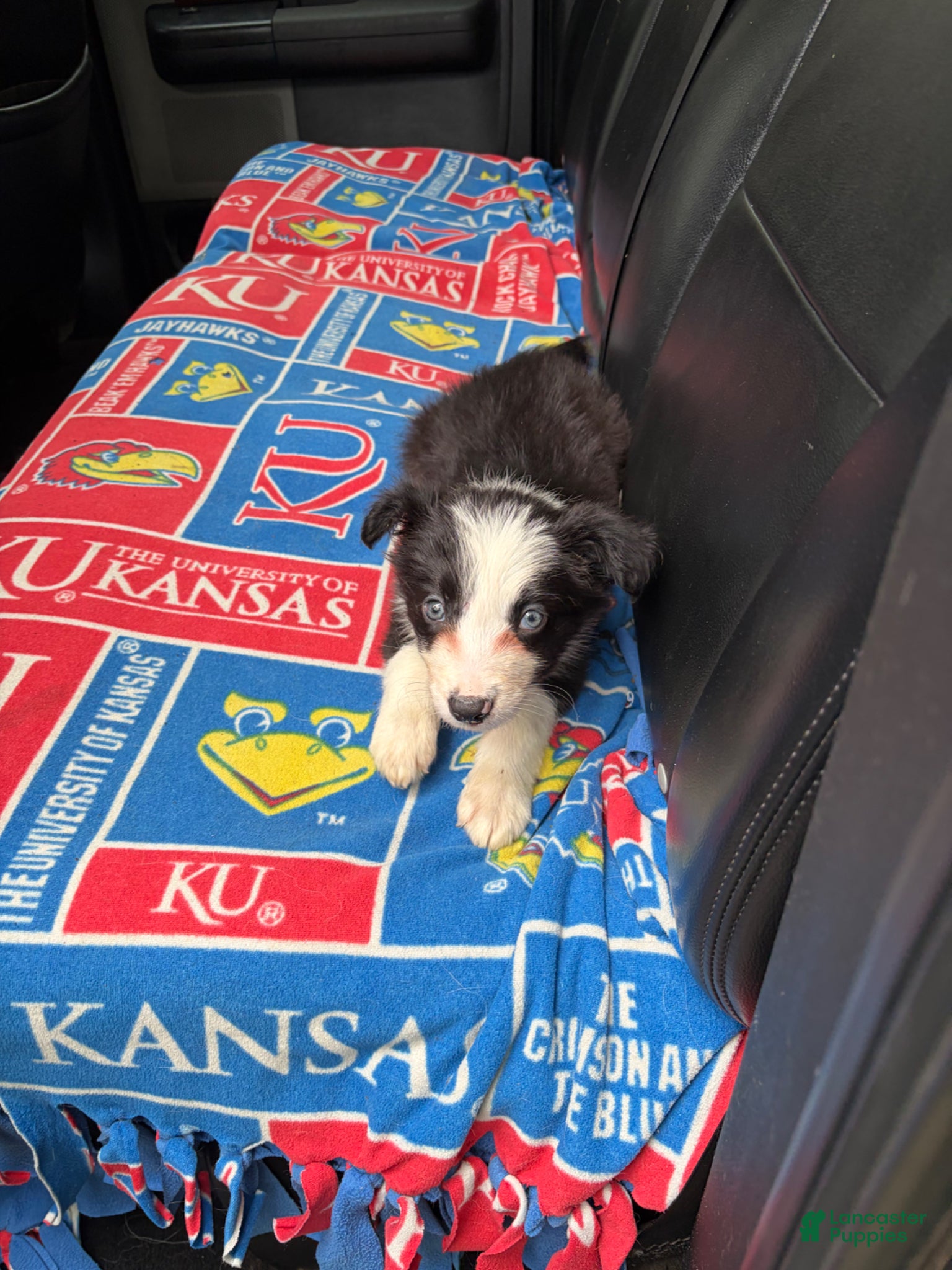 Border Collie dogs for sale: Border Collie Puppy 1 - Ad 2