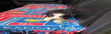 Border Collie Puppy 1