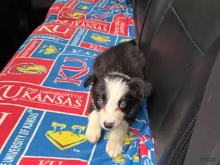 Border Collie dogs for sale: Border Collie Puppy 1 - Ad 2