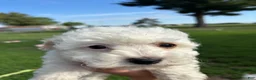 Bichpoo dogs for sale: Sable - Ad 3