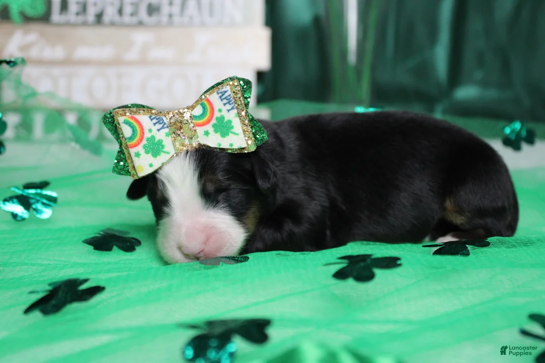 Bernese Mountain Dog dogs for sale: Sydney  - Ad 4