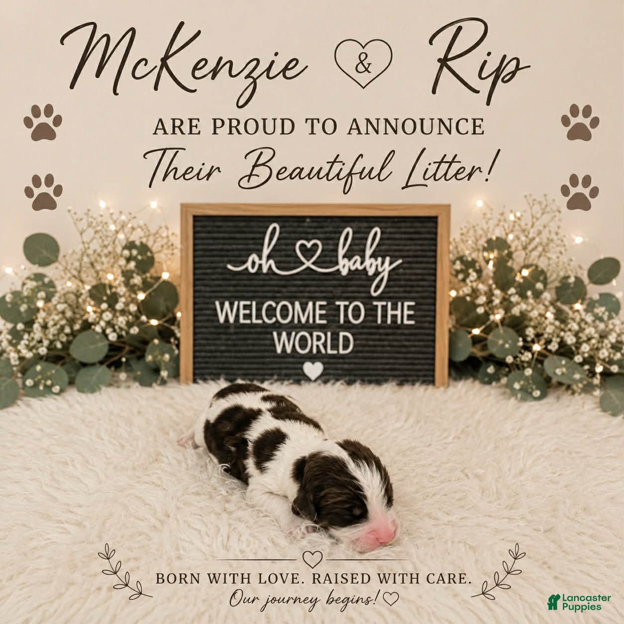 English Springer Spaniel dogs Copper - Ad 29