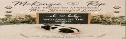 English Springer Spaniel dogs for sale: Copper - Ad 1