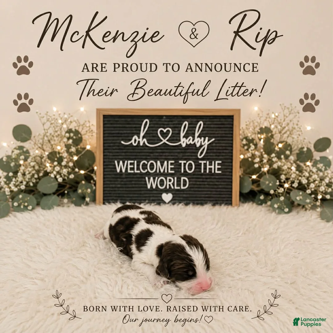 English Springer Spaniel dogs for sale: Copper - Ad 1