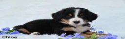 Bernese Mountain Dog dogs for sale: Chloe  - Ad 3