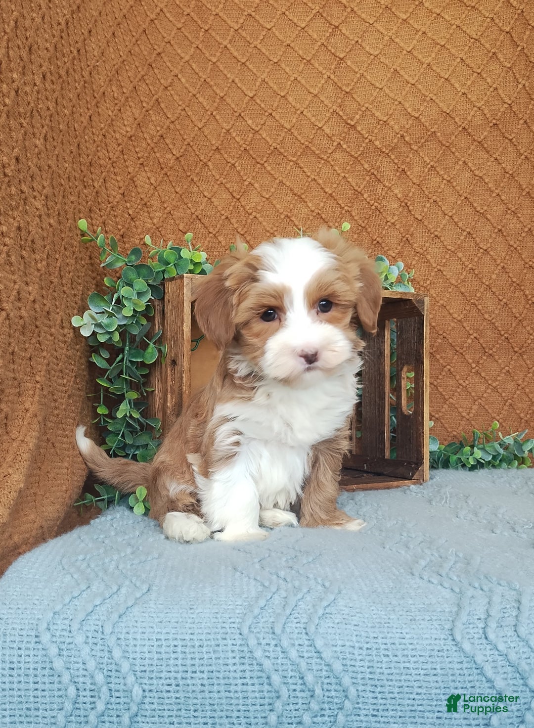 Havanese dogs for sale: Hannah  - Ad 3