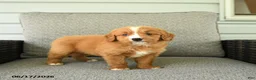 Bernedoodle dogs for sale: Slippers - Ad 5