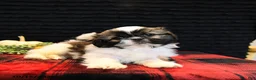 Shih Tzu dogs for sale: Buck - Ad 3