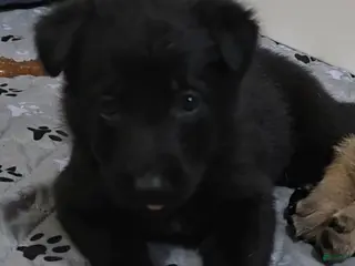 German Shepherd dogs for sale: Vegas - Ad 1