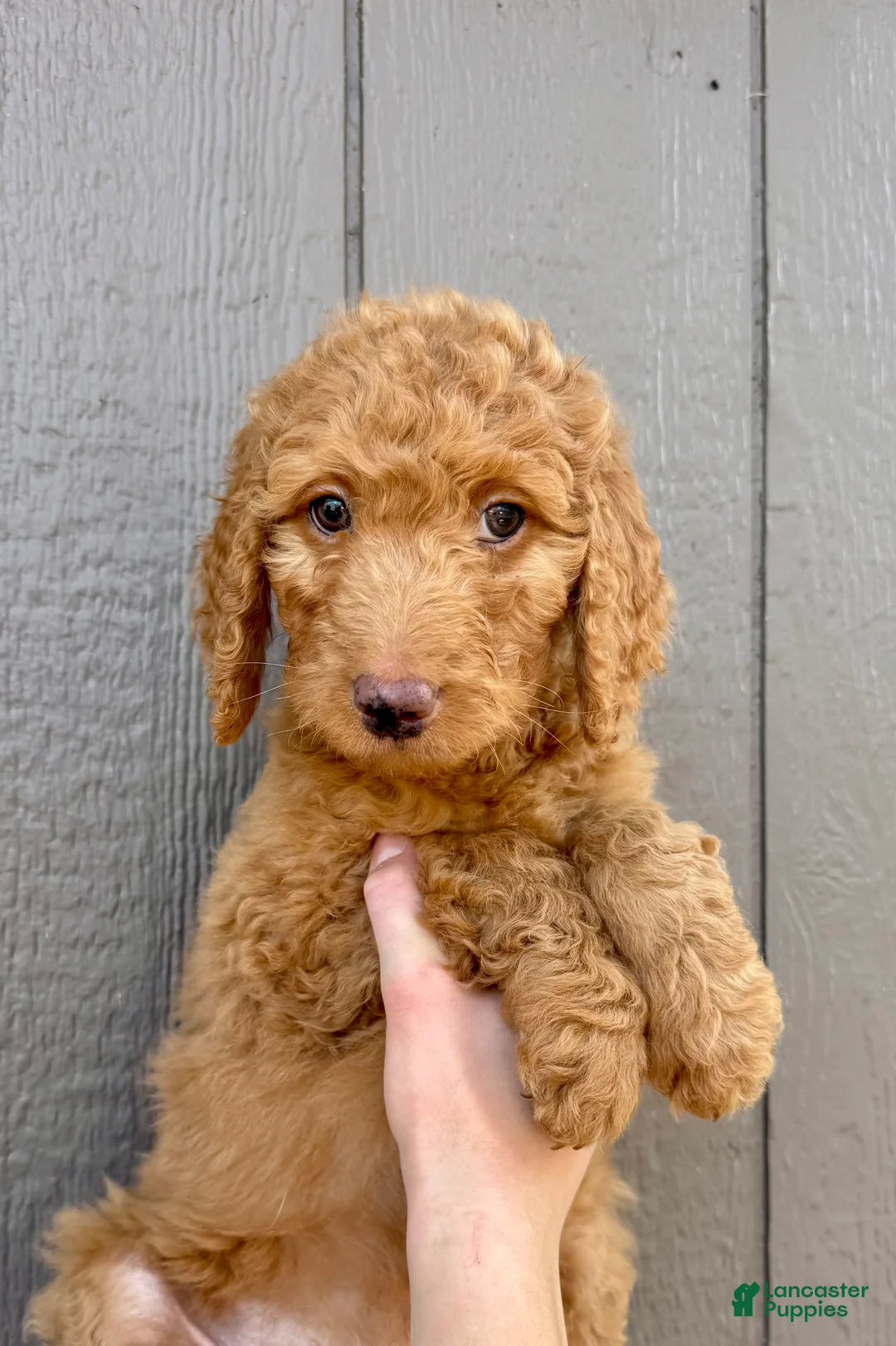 Goldendoodle dogs for sale: Ledger  - Ad 1