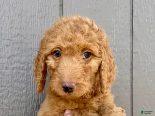 Goldendoodle dogs Ledger - Ad 36