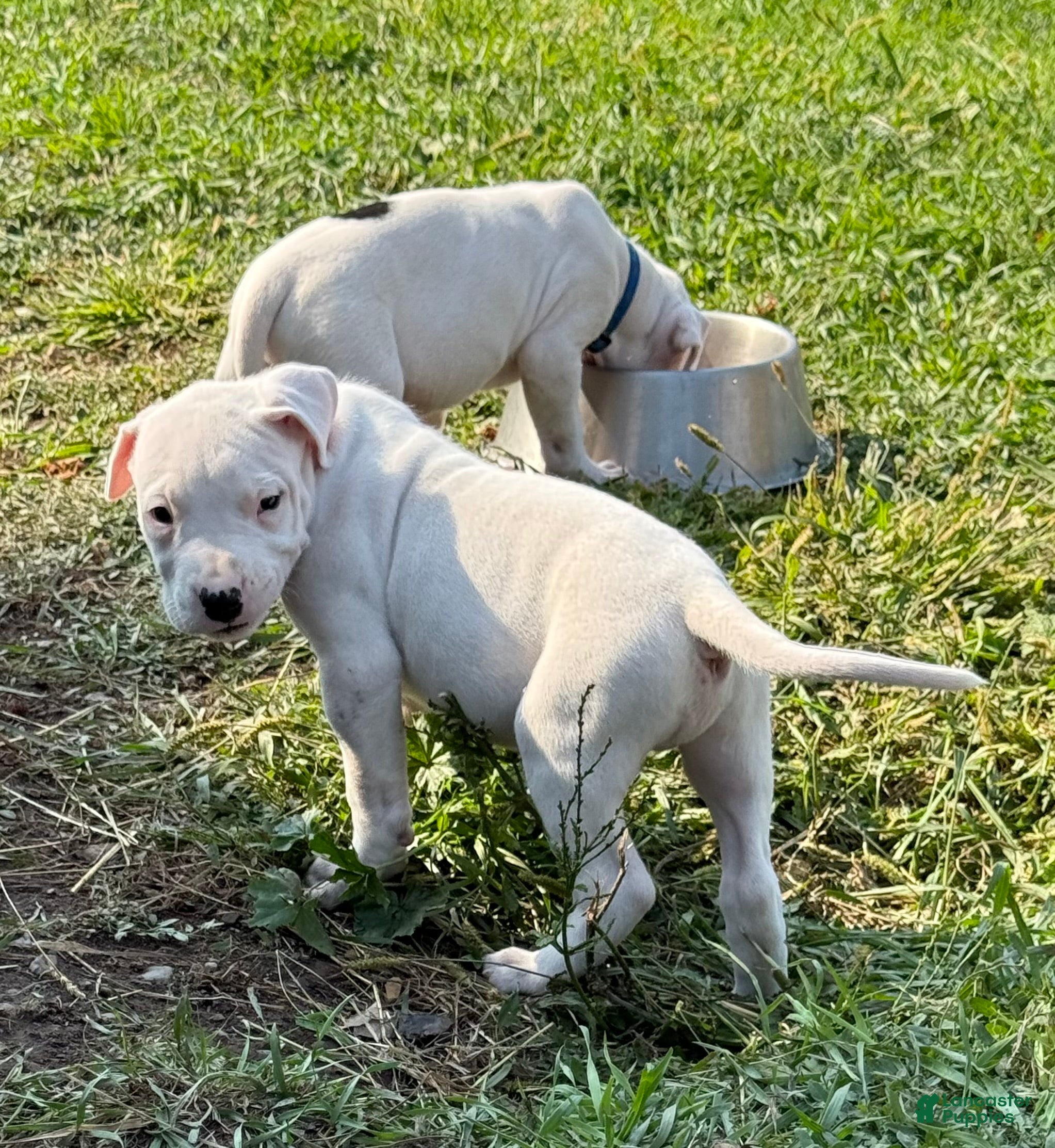 Tibetan Mastiff Mix Dogo Argentino Bullmastiff Dogo Argentino
