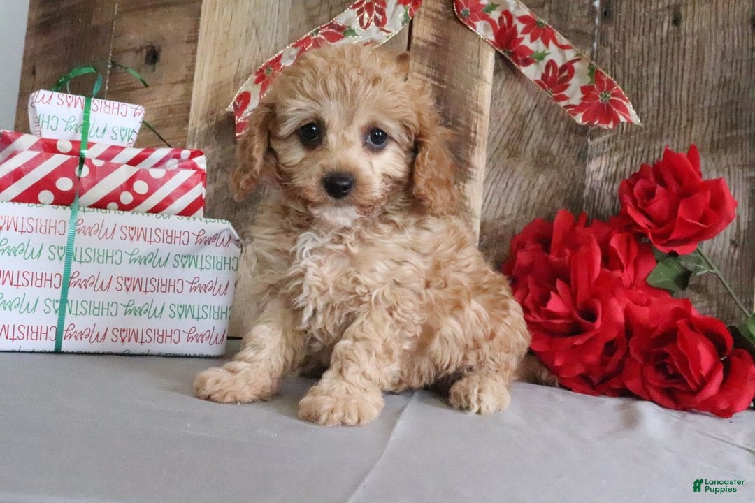 Cavapoo dogs for sale: Rebecca - Ad 1