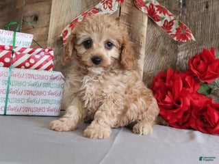 Cavapoo dogs Rebecca - Ad 13