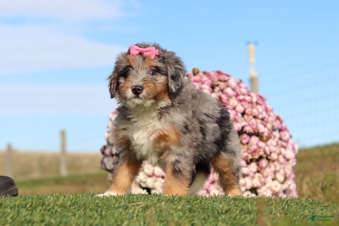 Mini Bernedoodle dogs for sale: Tilly - Ad 2