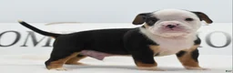 Mixed Breed dogs for sale: Diesel - Ad 10