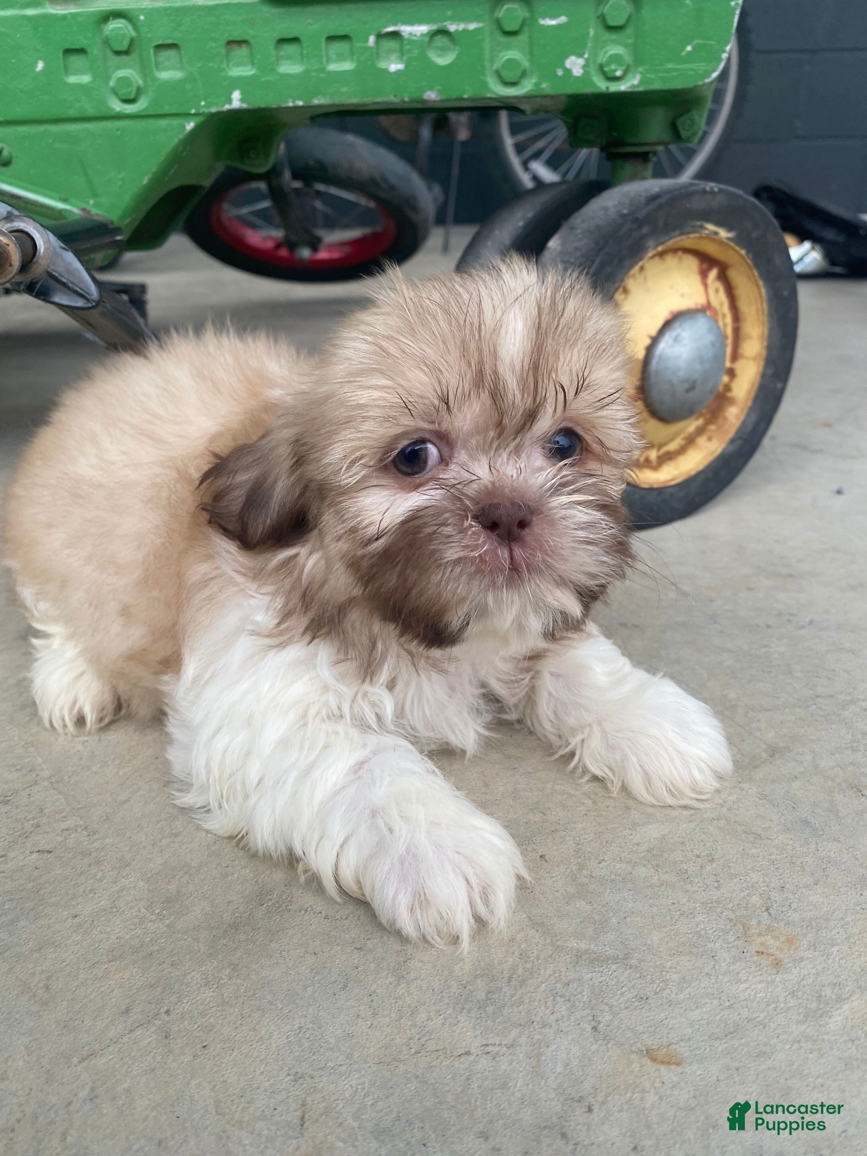 Shih Tzu dogs Ellie - Ad 1